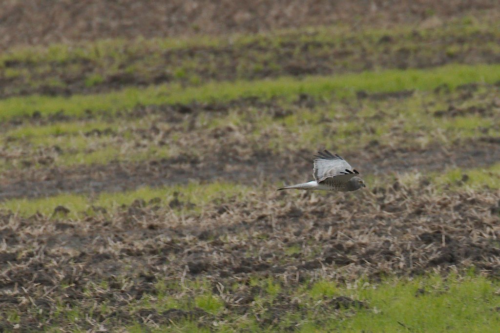 Northern Harrier 2015-11-14_2.jpg - Adult Northern Harrier